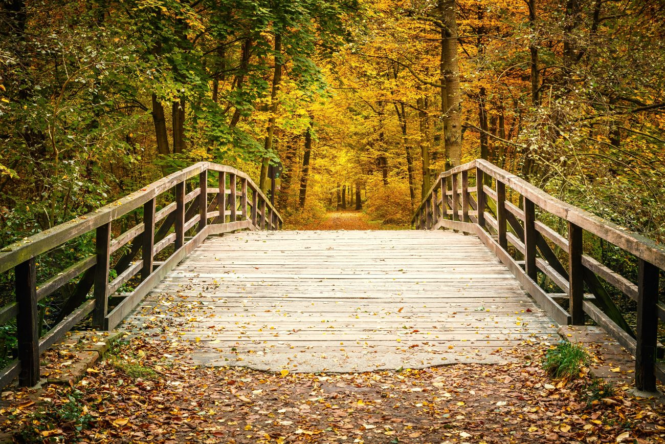 A bridge in a park like Tribble Mill Park sborisov © 123rf