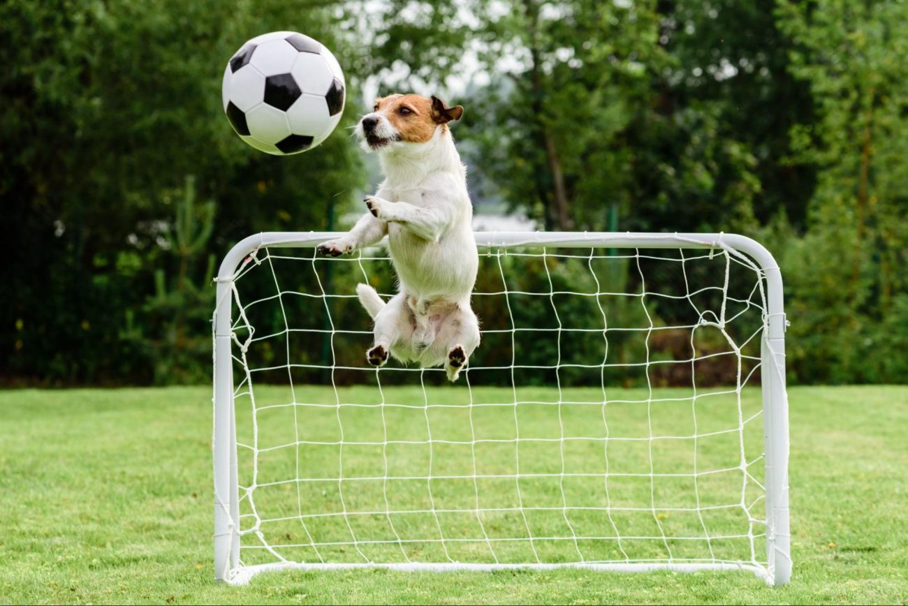 dog jumping mid air in front of a soccer goal with soccer ball ©alexei_tm